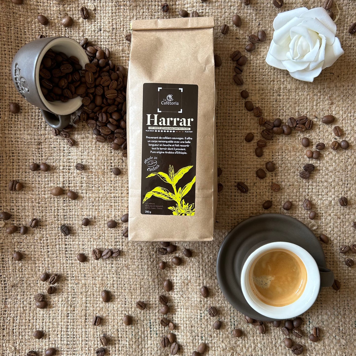 HARRAR - Arabica d'Éthiopie